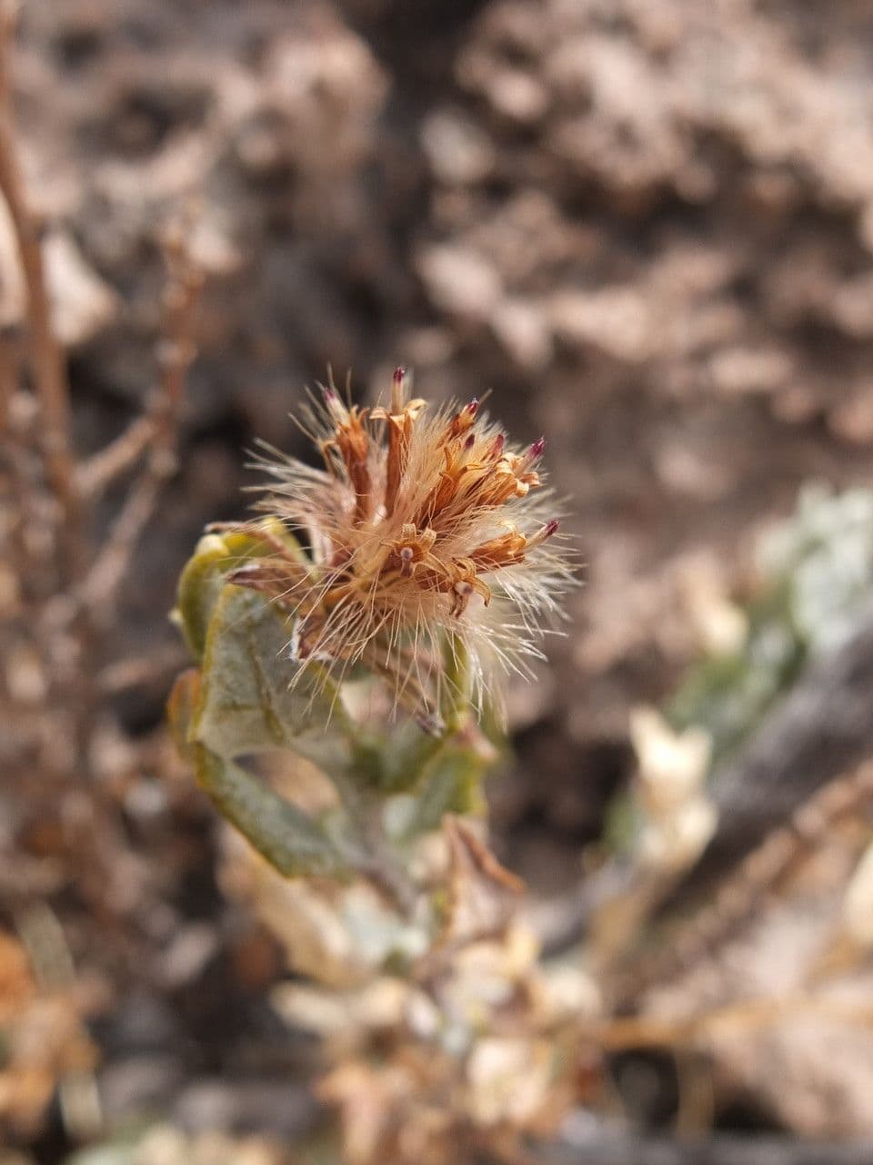 Chersodoma 2