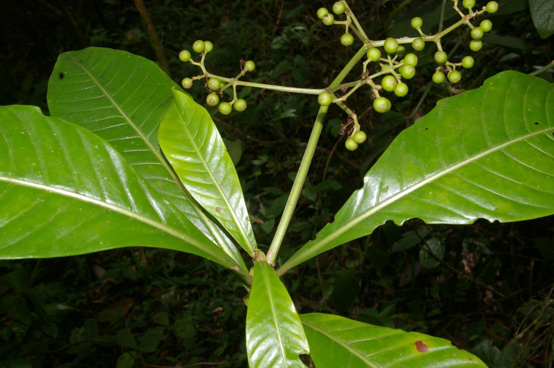 Große Psychotria 15