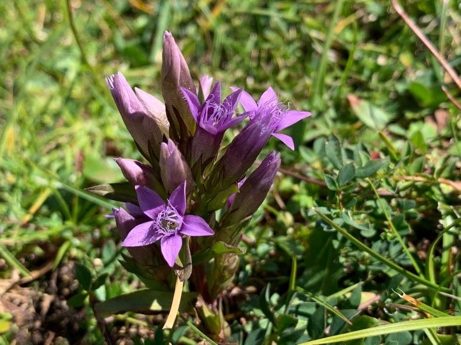 Genziana tedesca 7