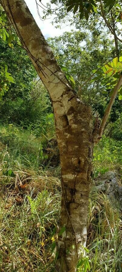 Cupania americká 13