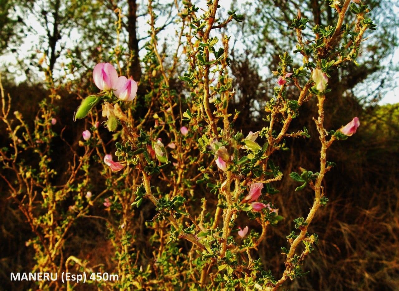 Ononide tridentata 13