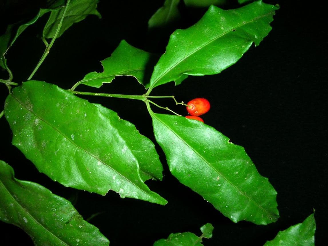 Crossopetalum 7