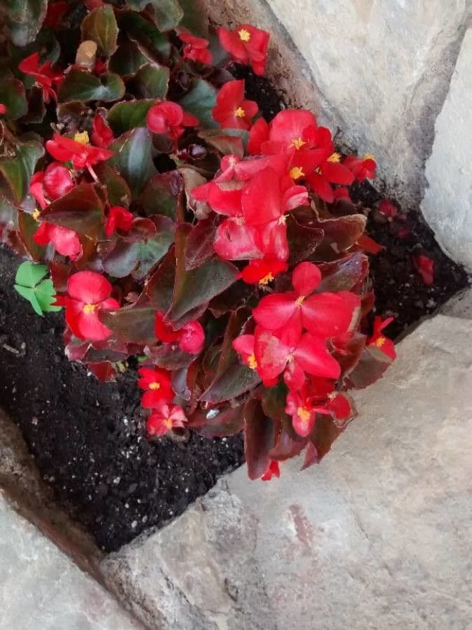 Begonia cucullata 7