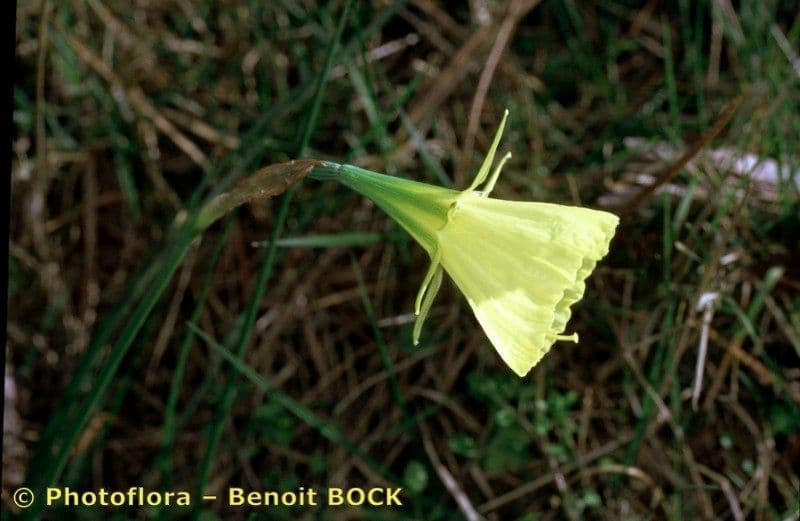 Narcisse 13