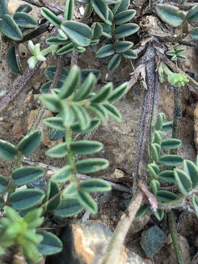 Hippocrepis 16