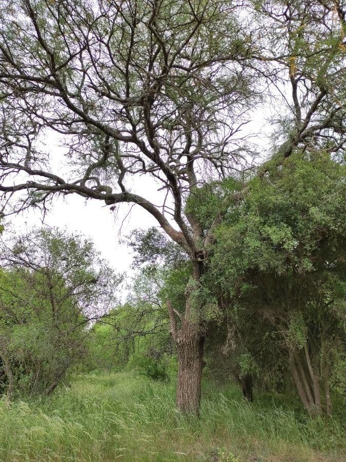Prosopis affinis 9