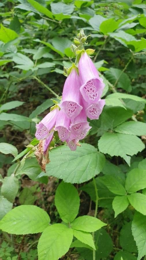 Náprstník červený 9