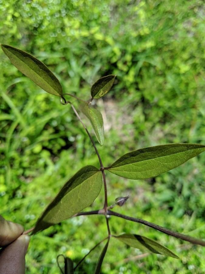 Clematide riccia 16