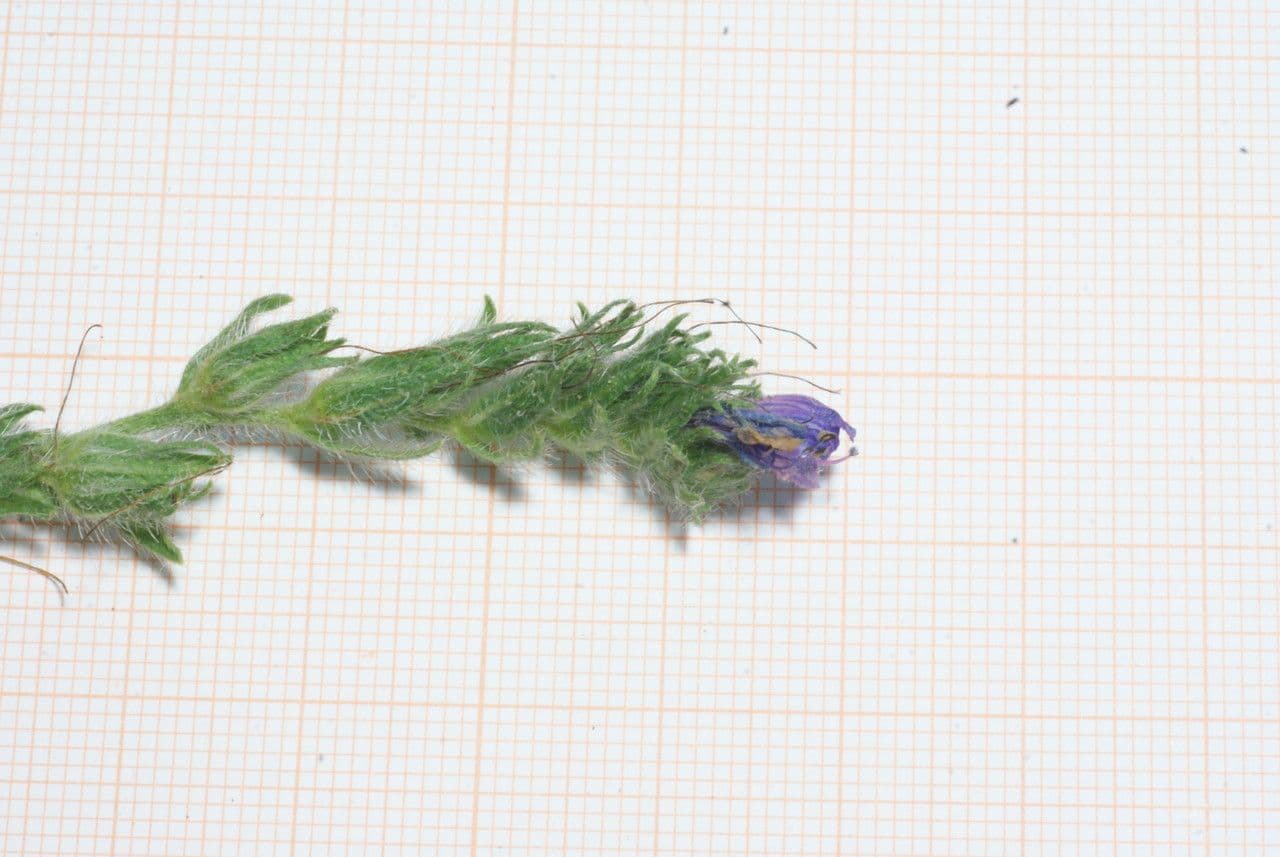 Echium 10