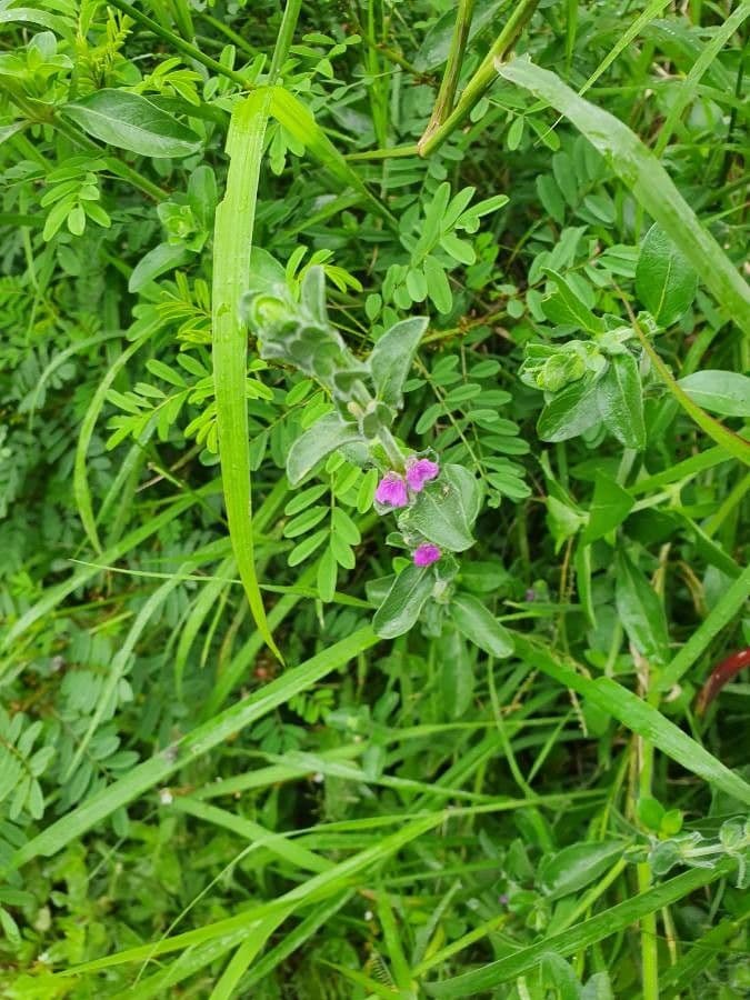 Akanthius diplopteroidny 8