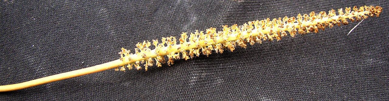Helminthostachys