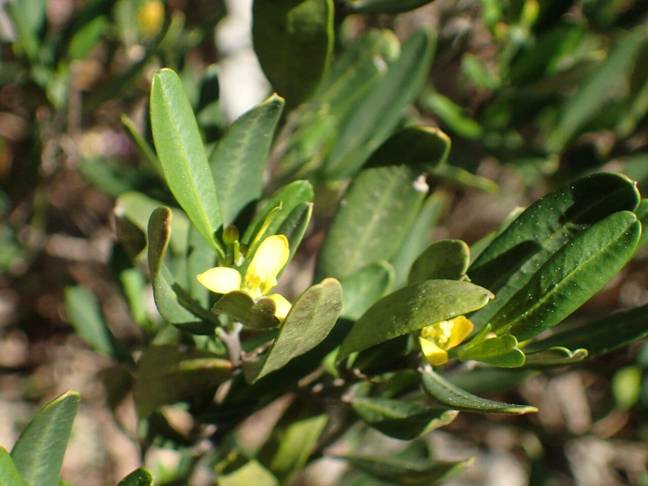 Cneorum 25