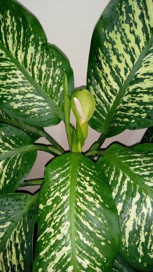 Dieffenbachia 7