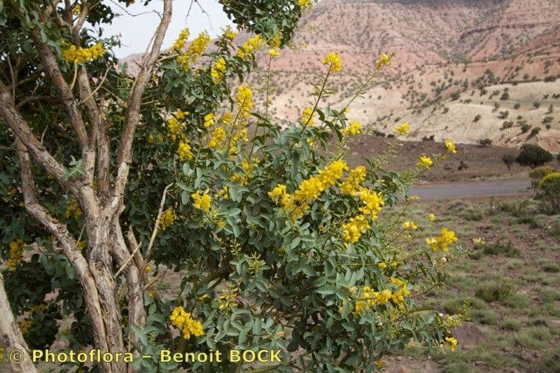 Adenocarpus 8