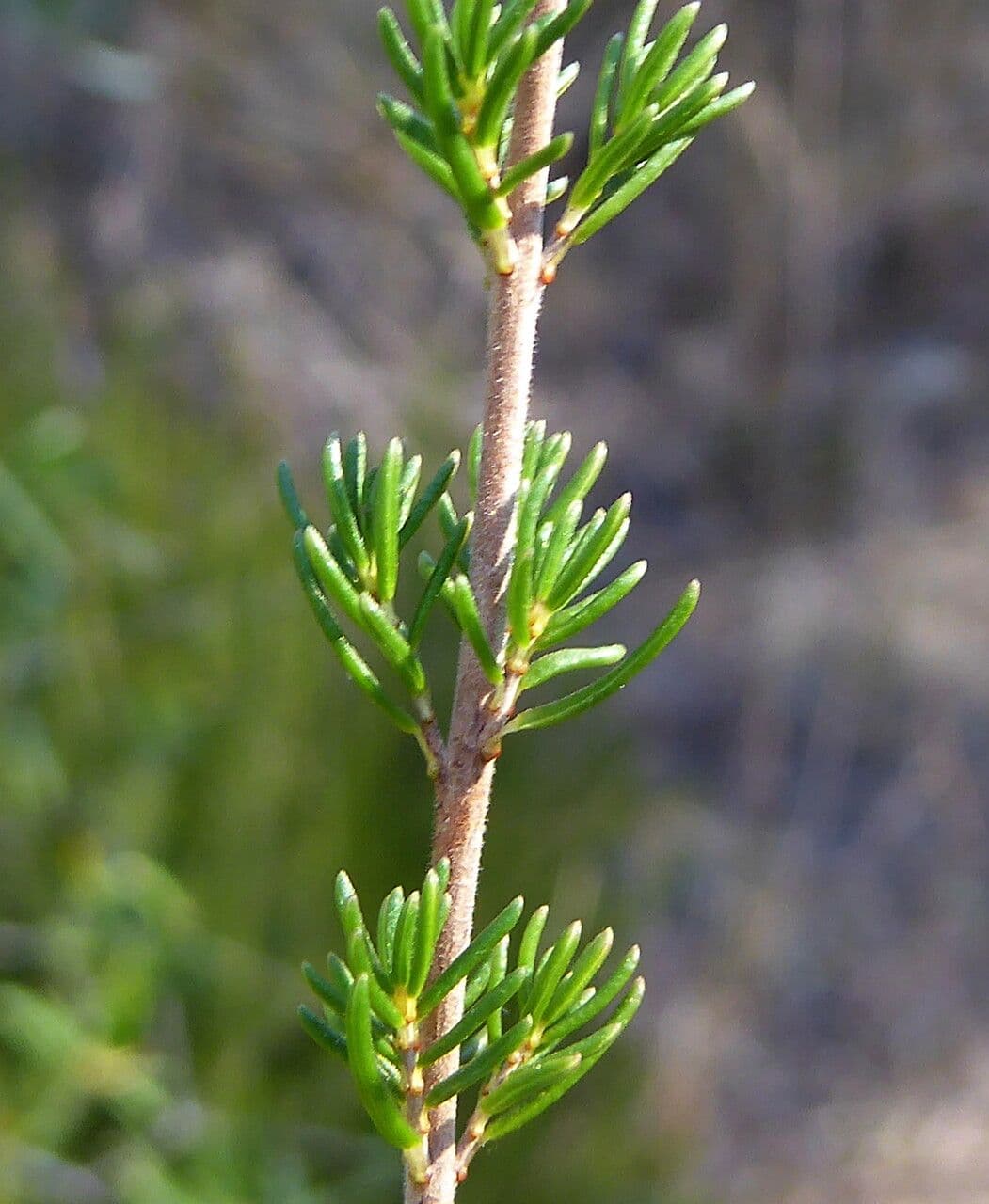 Graue Heide 22