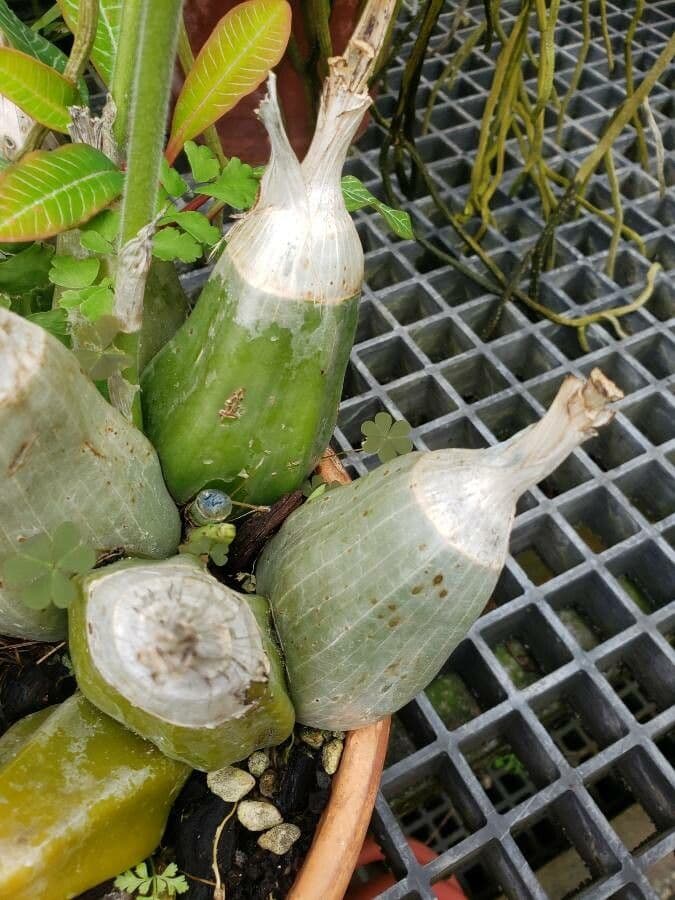 Calanthe 6