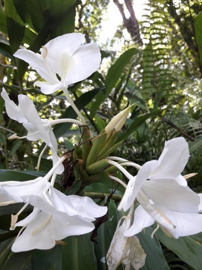 Hedychium coronarium 6