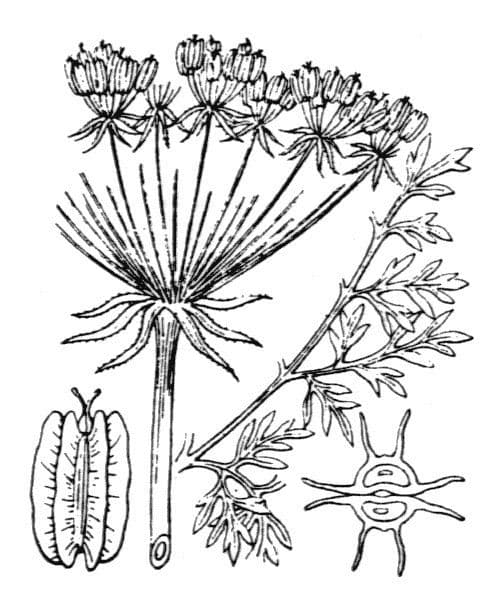 Laserpitium 28