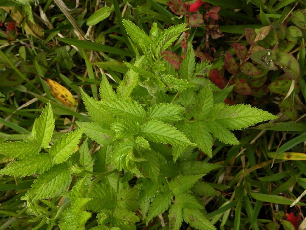 Rovo rosifoglio 12