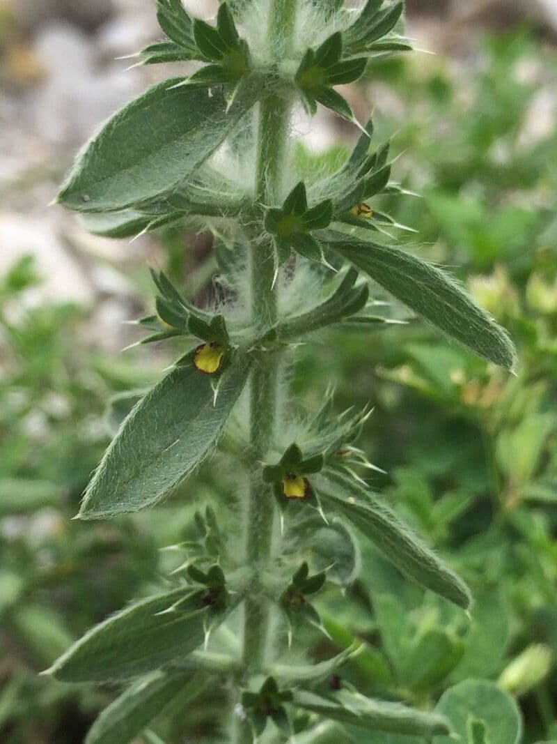 Berg-Gottesgnadenkraut 9