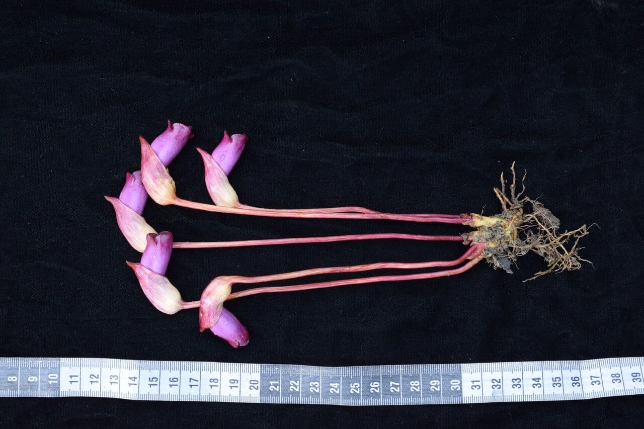 Aeginetia indická 5