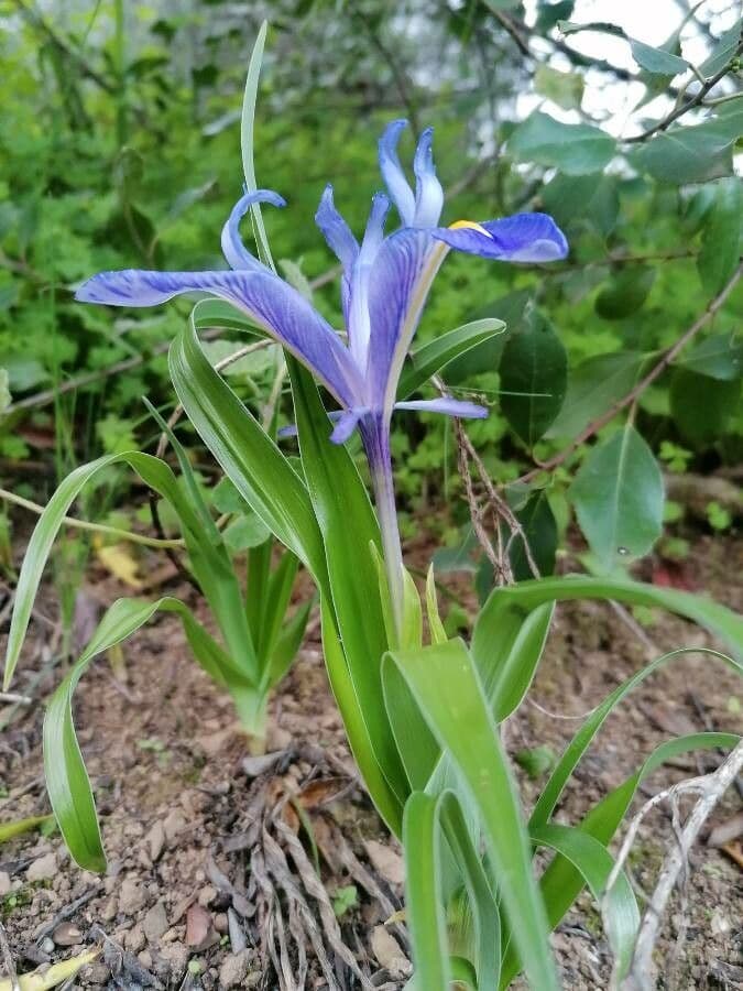 Kosatec ploskolistý 6