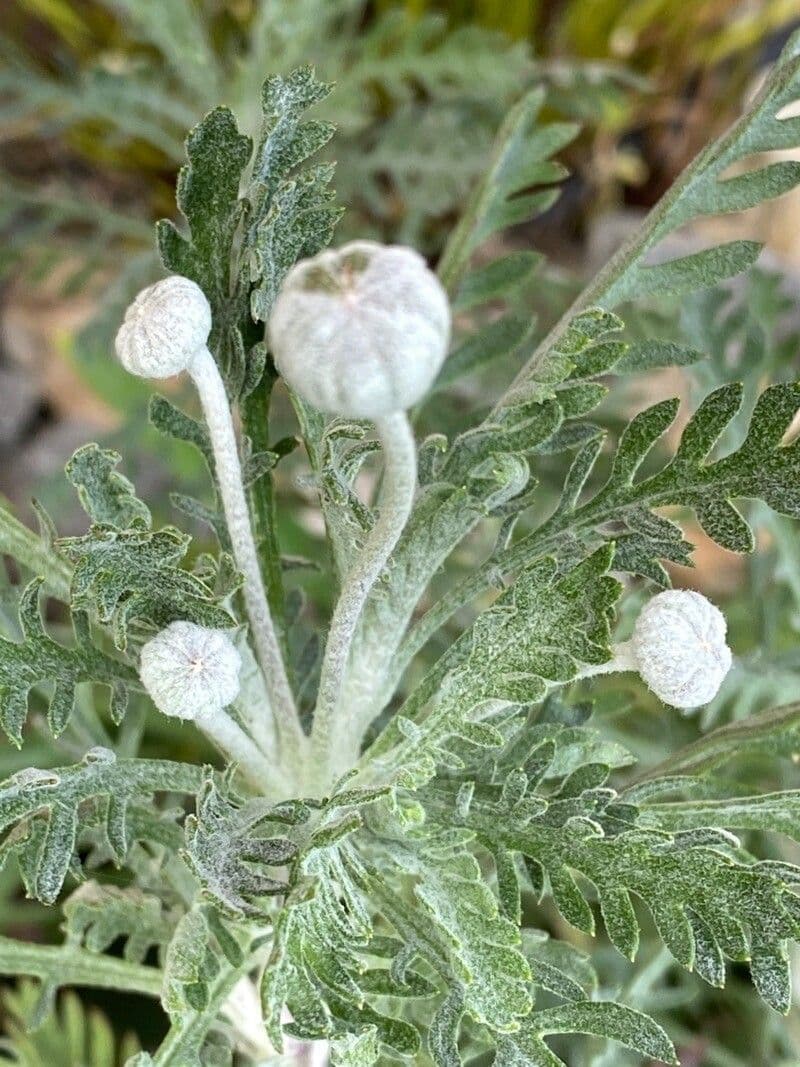 Euryops 26