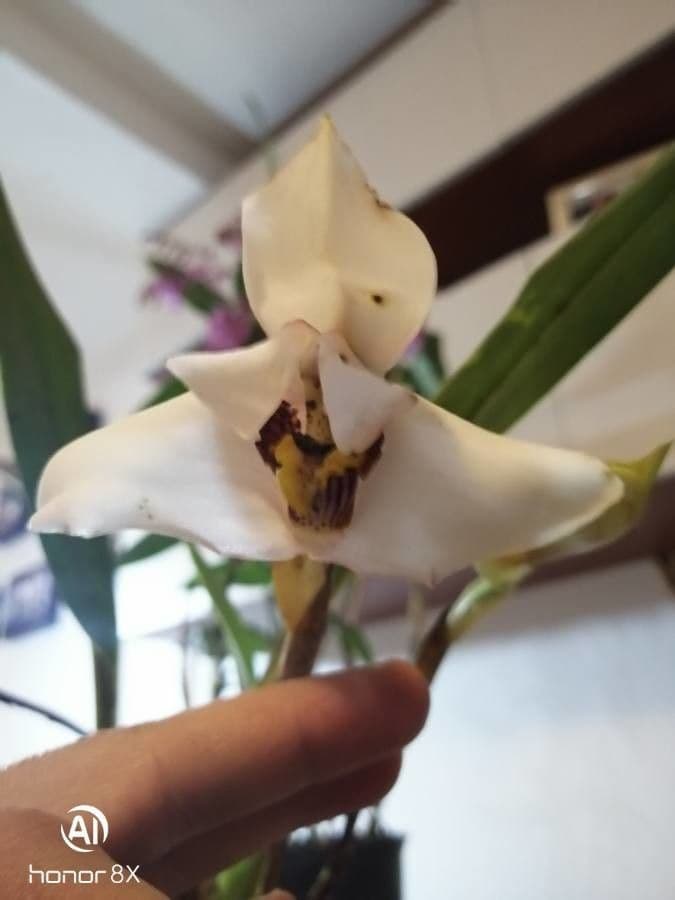 Maxillaria 4