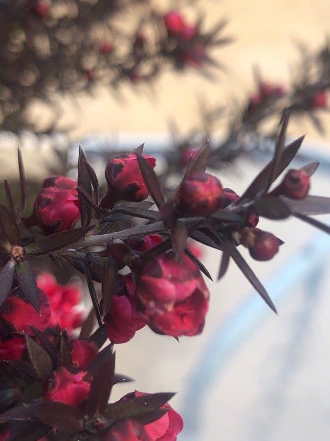 Manuka 18