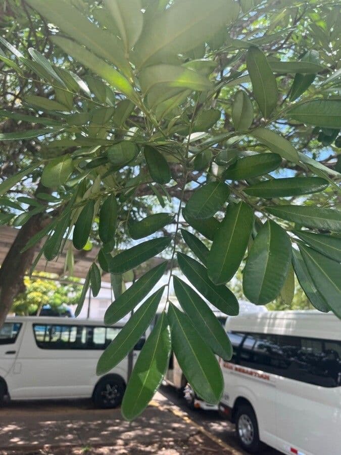 Simaruba amara 15