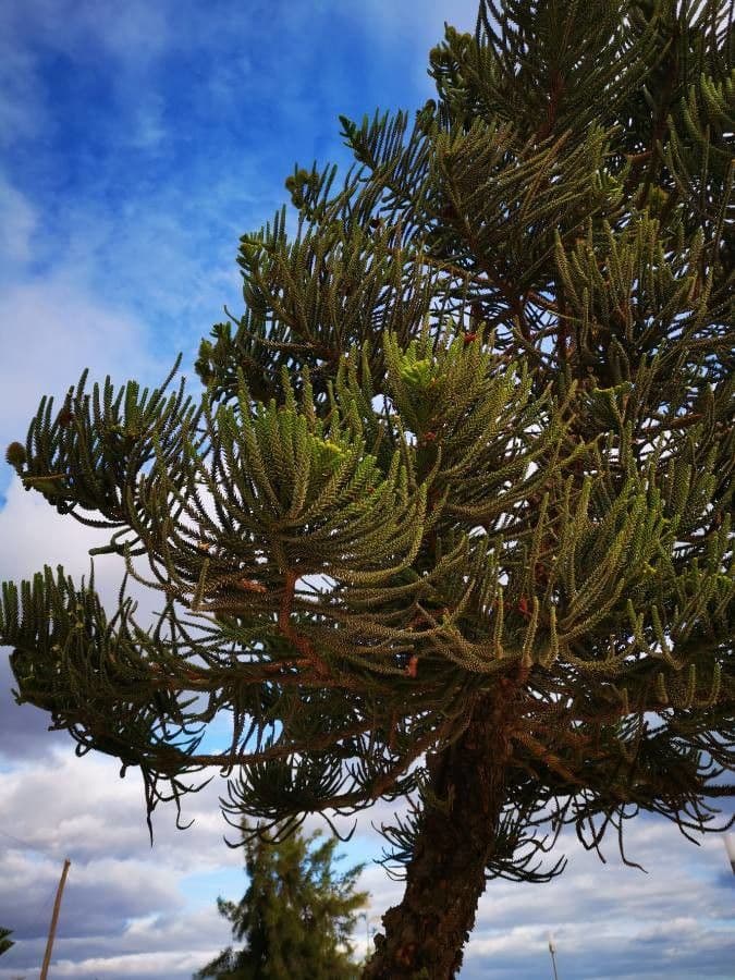 Aracauaria 9