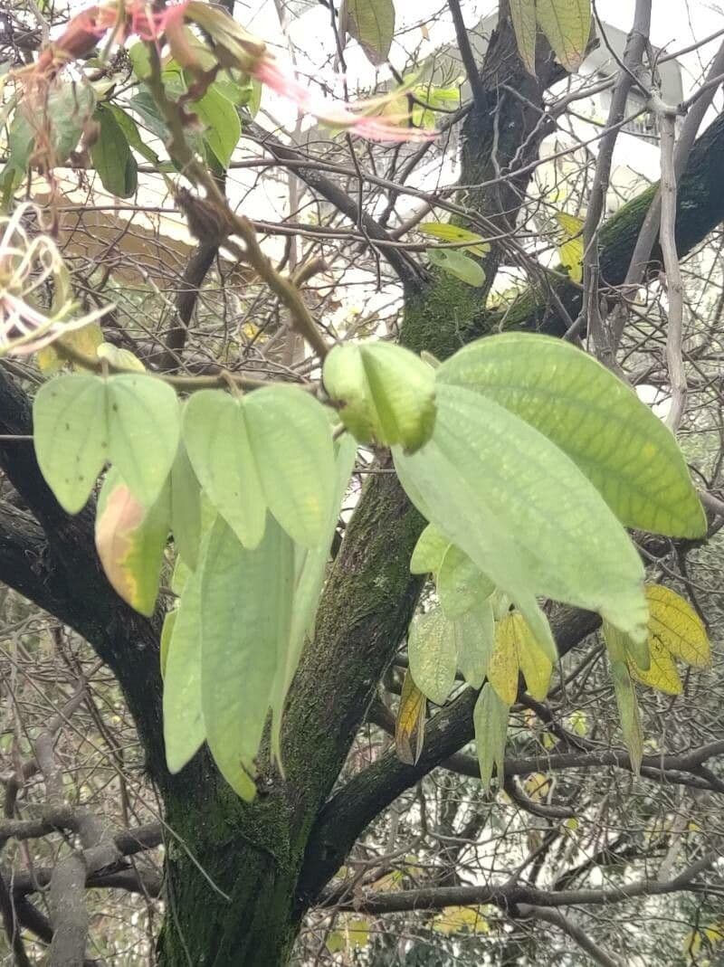 Bauhinia ungulata 12