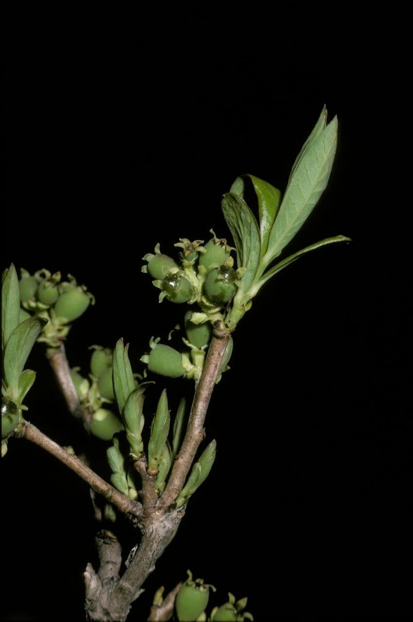 Myoschilos