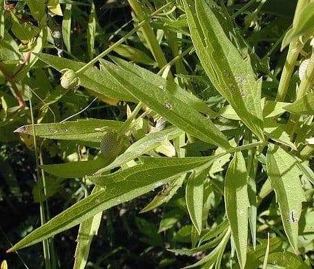 Ratibida pinnata 14