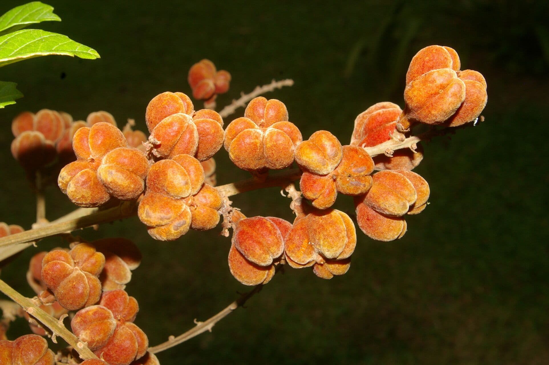 Cupania scrobiculata