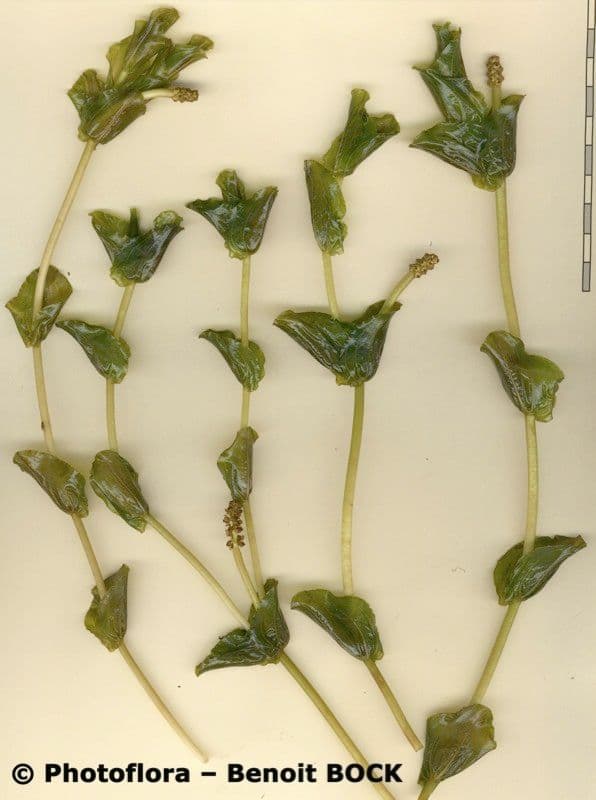 Brasca perfoliata 21