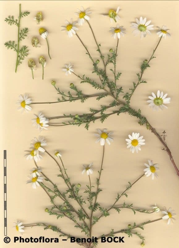 Camomilla romana 35