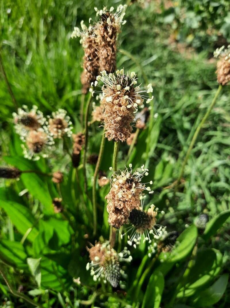 Piantaggine 8