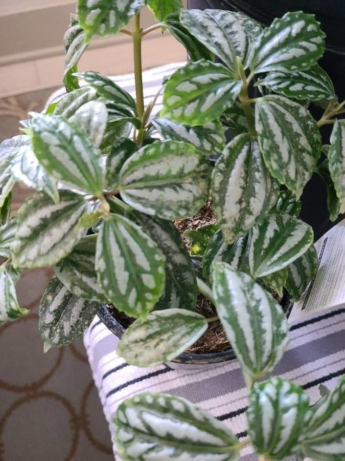 Pilea