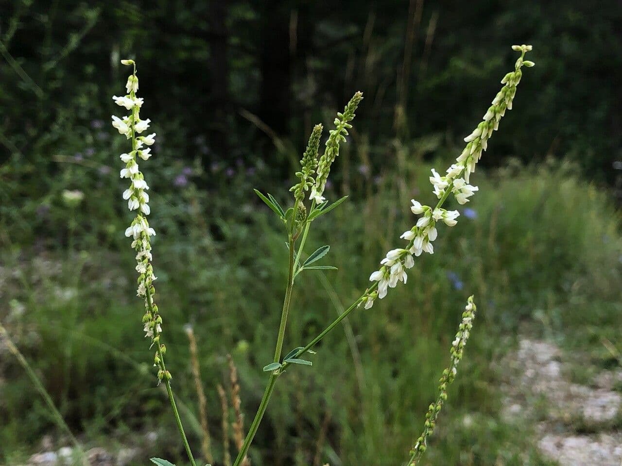 Weißer Steinklee 30