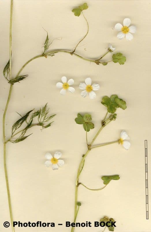 Ranuncolo 19