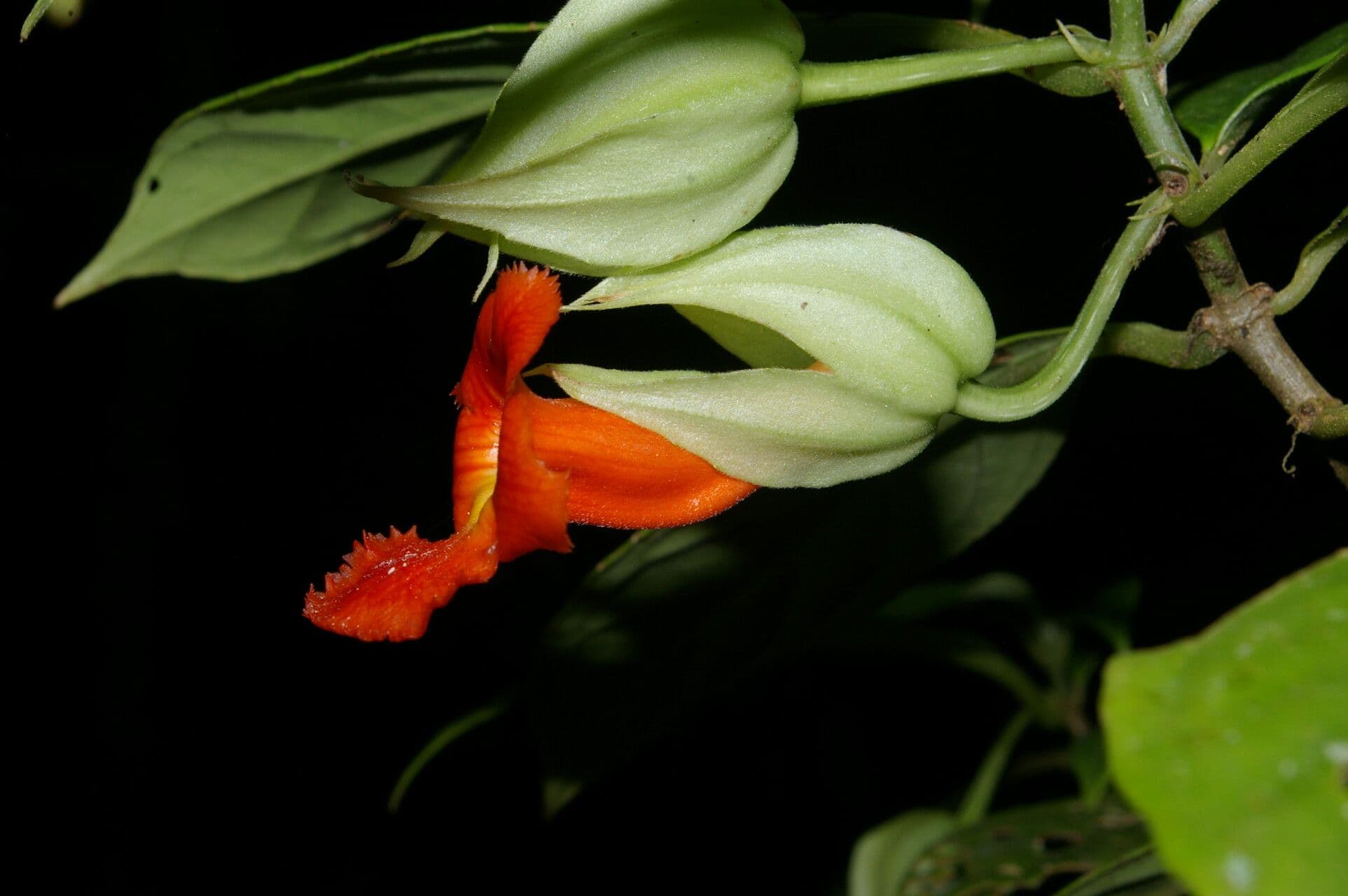 Drymonia 6