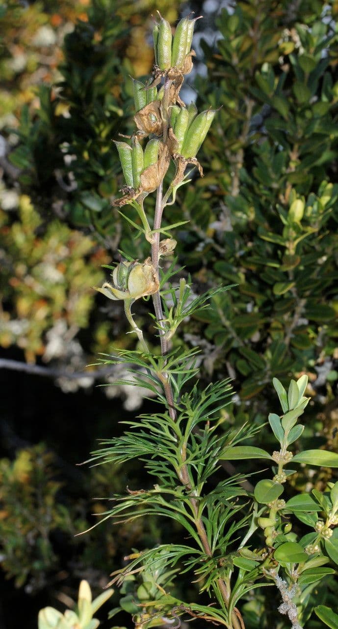 Aconito anthora 28