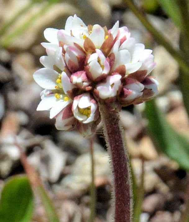 Saxifraga romboidale