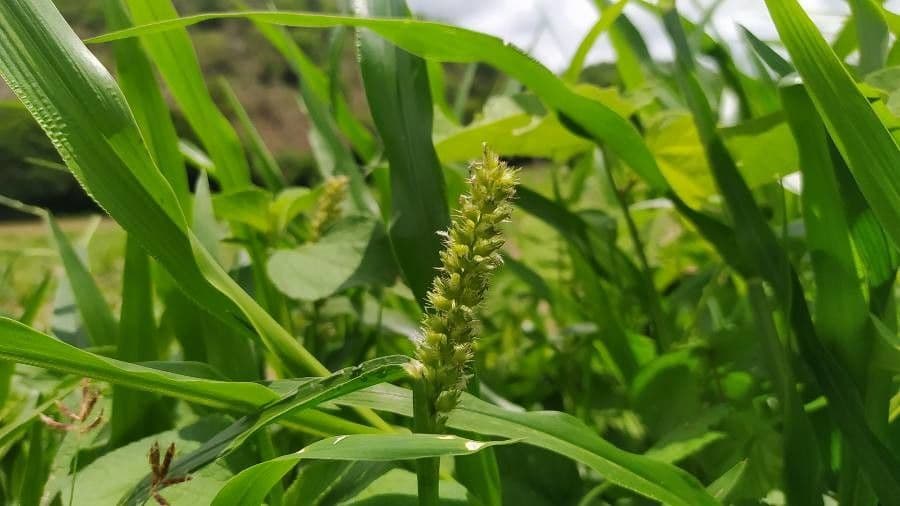 Cenchrus biflorus 20