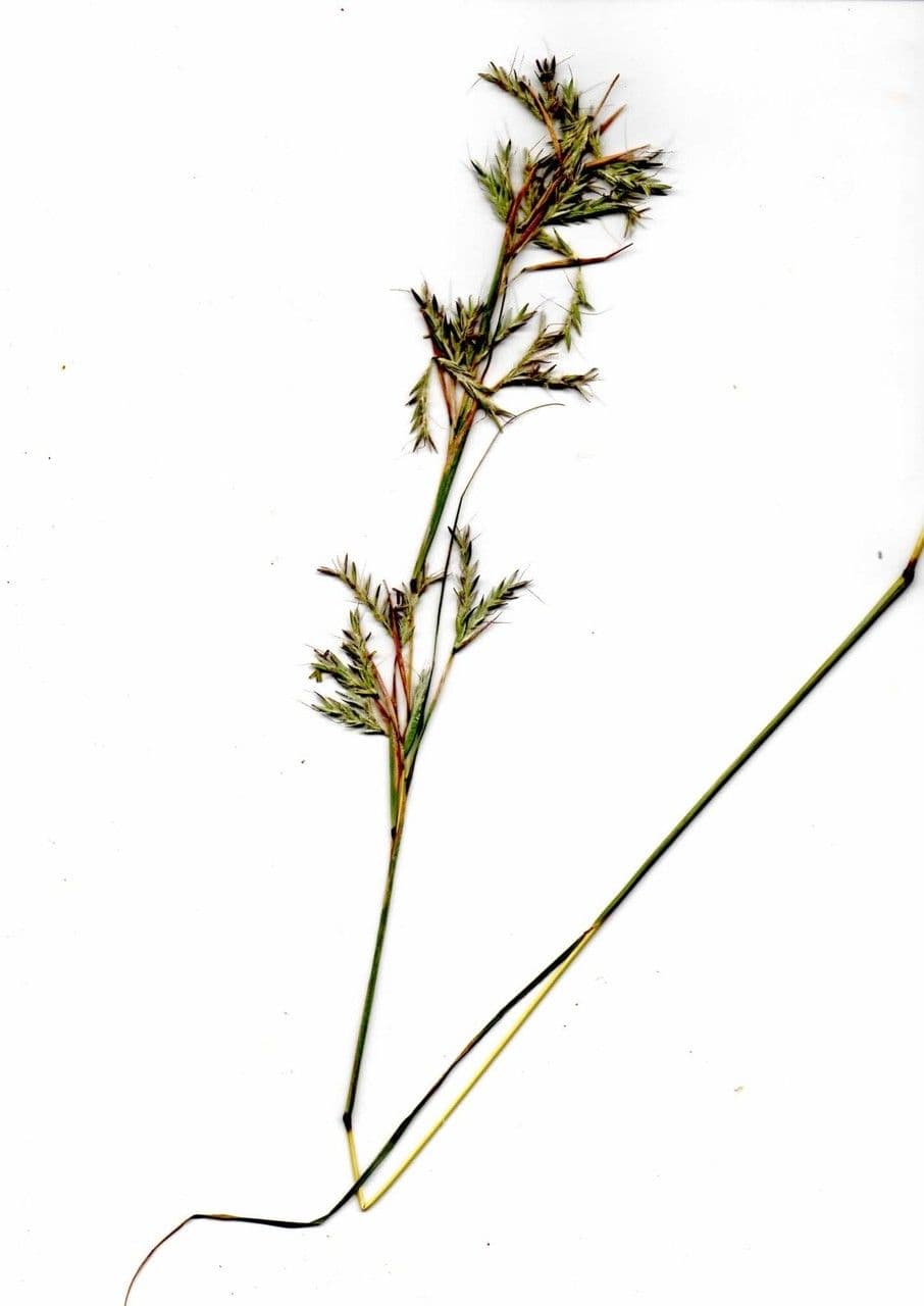 Hyparrhenia 14