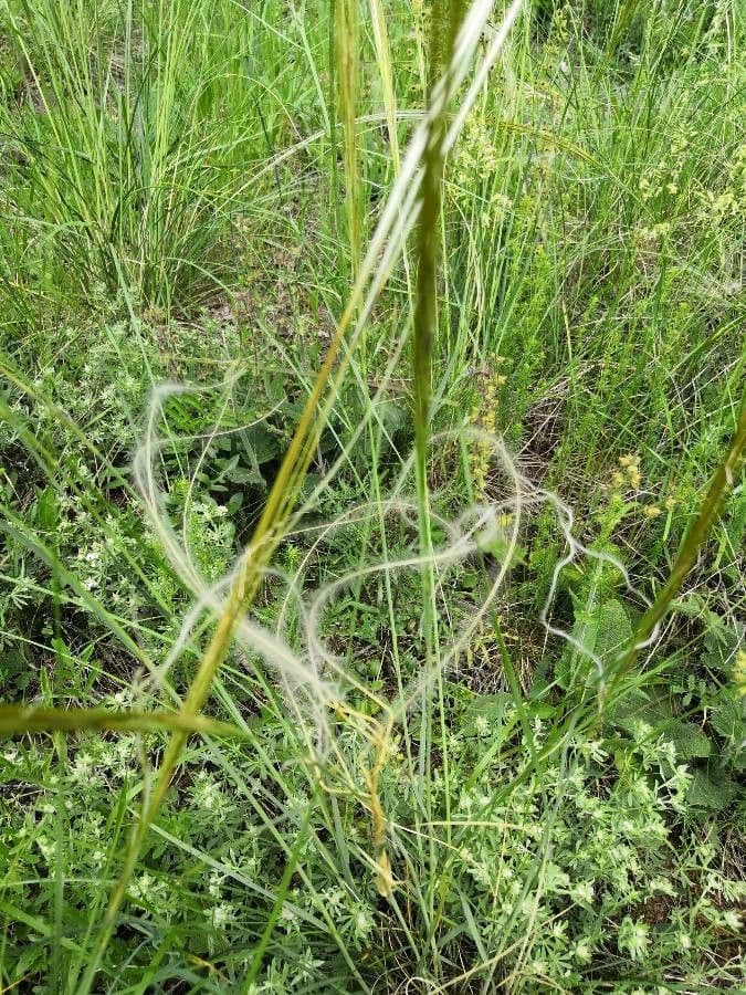 Estipa 25