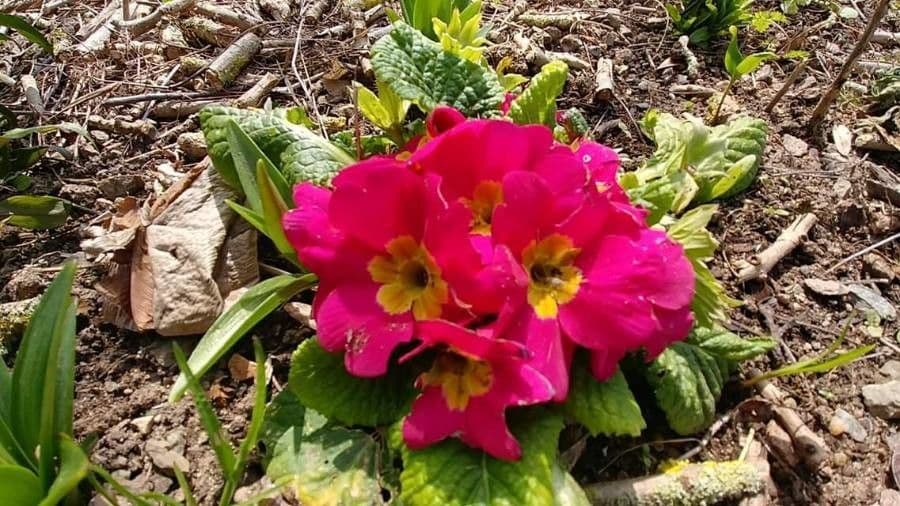 Primula