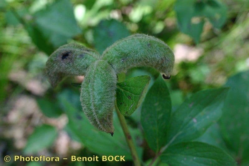 Peonia mascula 26