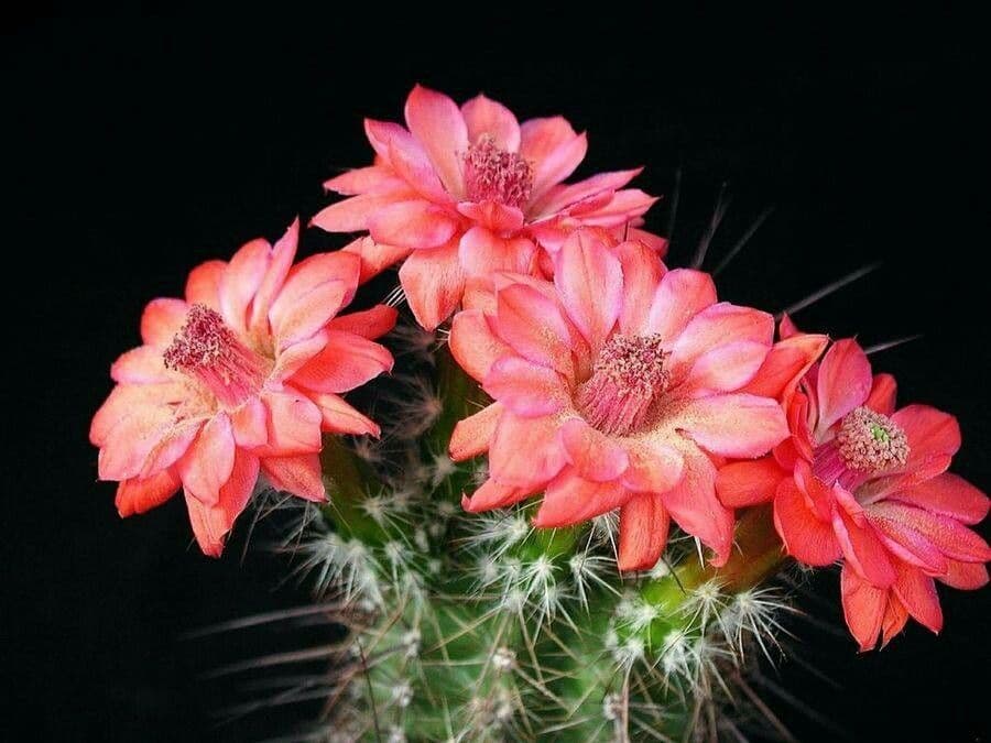Cleistocactus 5
